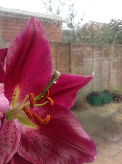 Does God weep over his creation?