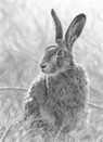Hare study by Nolan Stacey