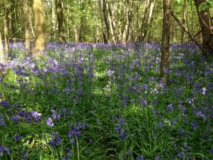 A path through the bluebells, Cuddesdon