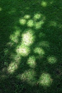 Light from nature's stained glass window