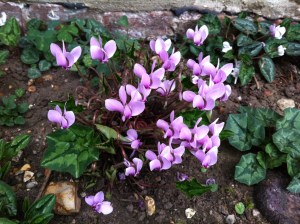 Out of death comes life - tiny cyclamens planted in the graveyard