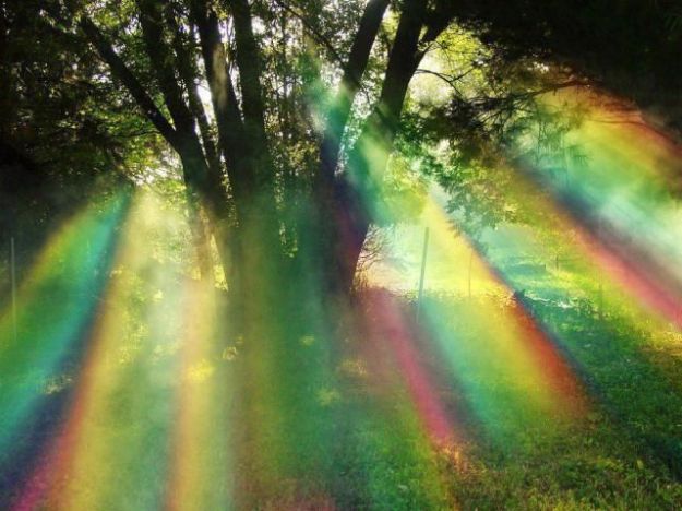 Rainbow Through the Trees